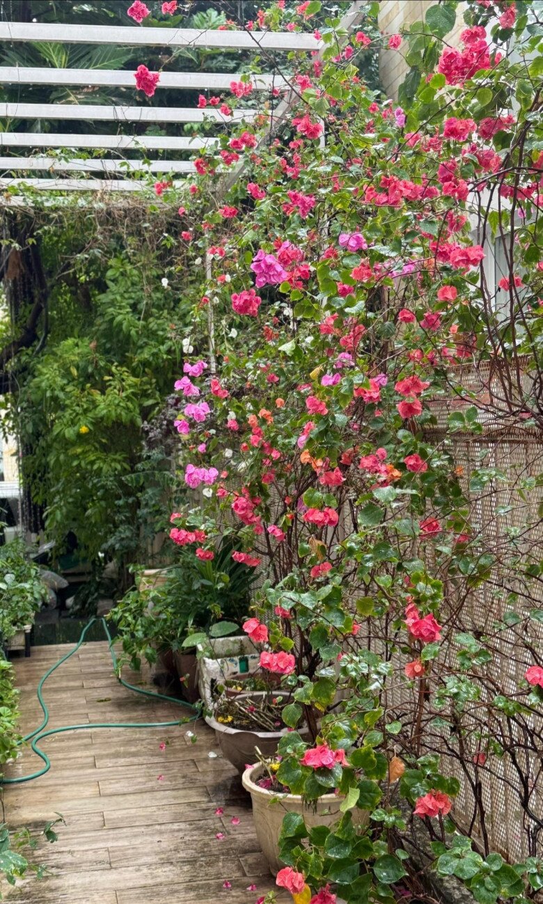 Lối đi bên hông nhà được tận dụng để đặt các chậu hoa giấy dáng cao, tạo thành một dải màu rực rỡ chạy dọc tường rào.