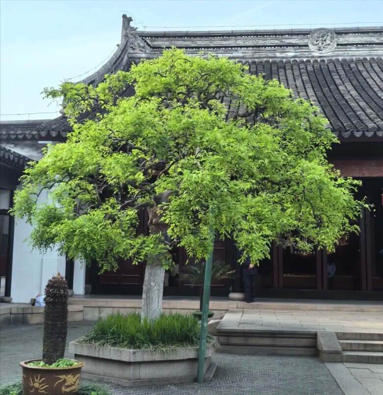 Người xưa cảnh báo: Có 2 loại cây không nên trồng trong sân vườn nhà, kẻo gia đình gặp vận rủi - 2