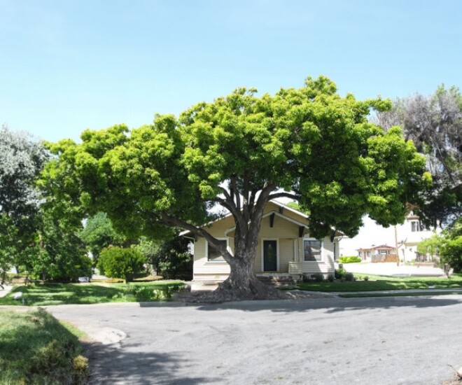 Người xưa cảnh báo: Có 2 loại cây không nên trồng trong sân vườn nhà, kẻo gia đình gặp vận rủi - 1