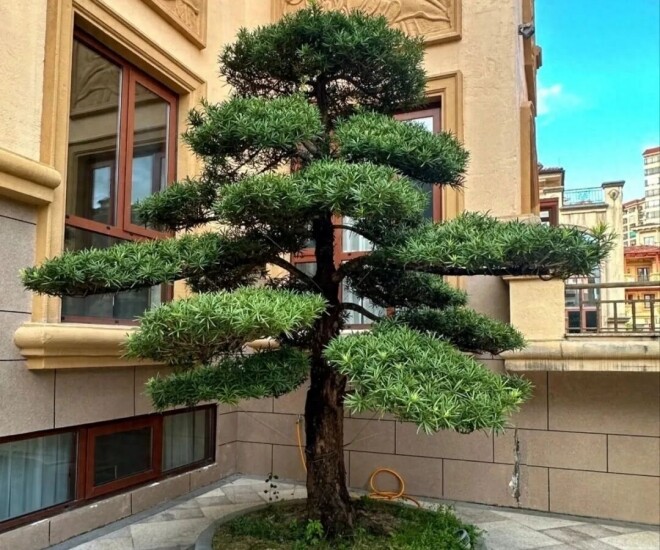 Người xưa nói: “Giàu hay không, nhìn cây trước cửa”, có 1 trong 6 cây này gia đình ngày càng khá giả - 1