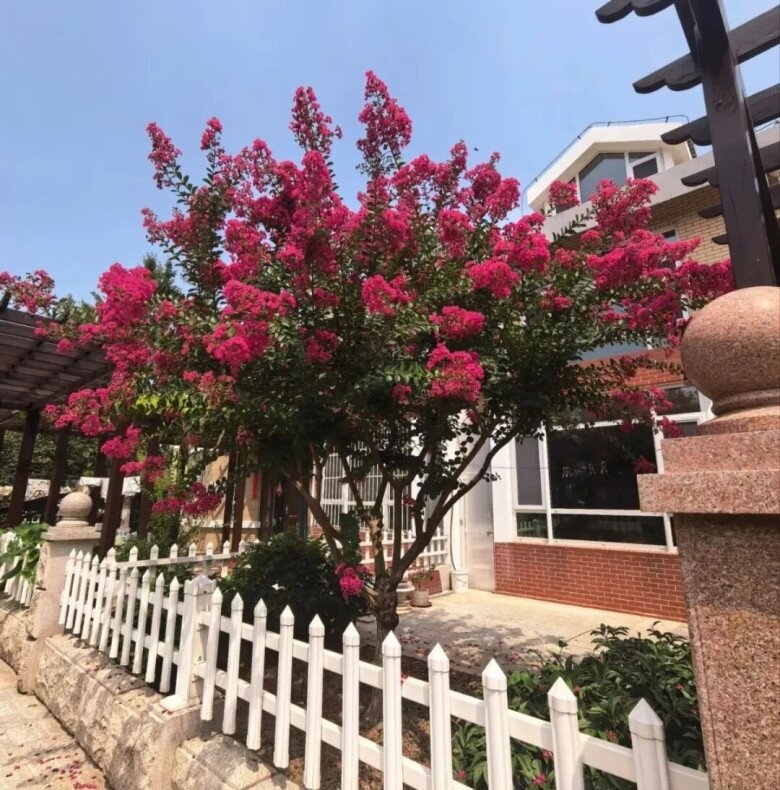 Người xưa nói: “Giàu hay không, nhìn cây trước cửa”, có 1 trong 6 cây này gia đình ngày càng khá giả - 3