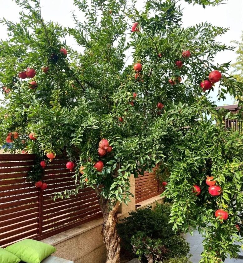 Người xưa nói: “Giàu hay không, nhìn cây trước cửa”, có 1 trong 6 cây này gia đình ngày càng khá giả - 4