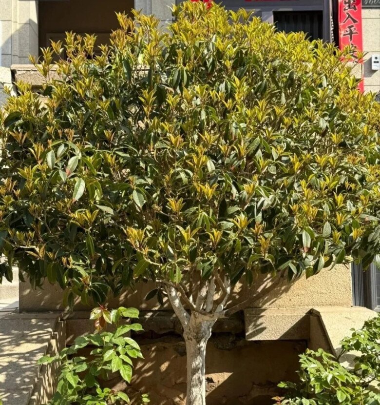 Người xưa nói: “Giàu hay không, nhìn cây trước cửa”, có 1 trong 6 cây này gia đình ngày càng khá giả - 2