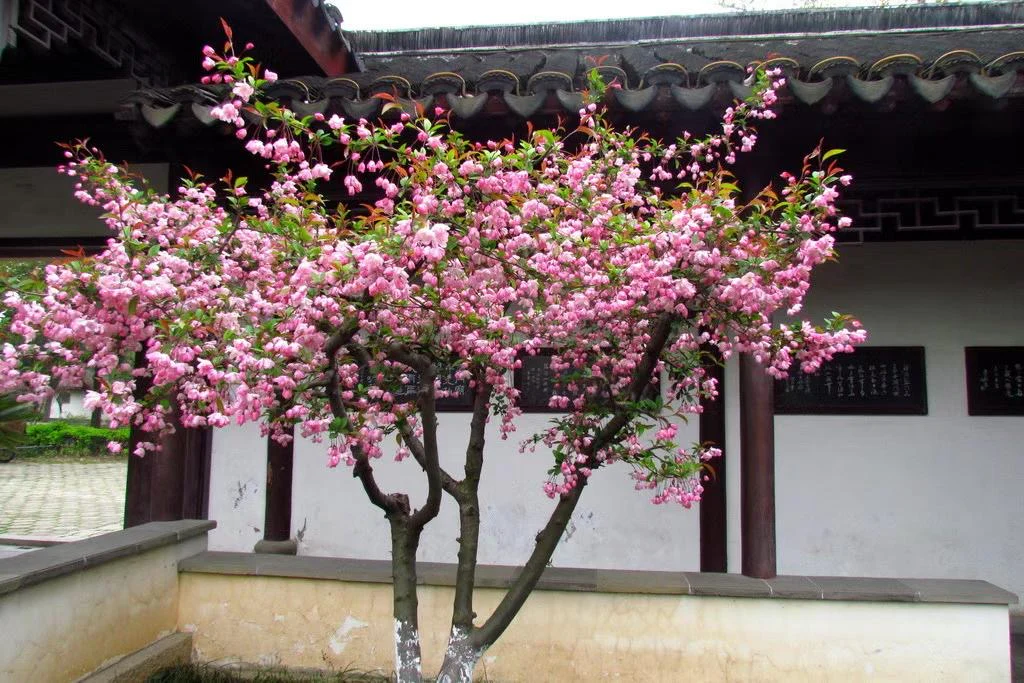 Người xưa nói: “Giàu hay không, nhìn cây trước cửa”, có 1 trong 6 cây này gia đình ngày càng khá giả - 5