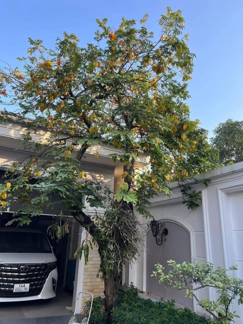 Nhìn giá vàng hôm nay vượt đỉnh, tôi mới biết tại sao nhà giàu hay trồng cây khế - 2