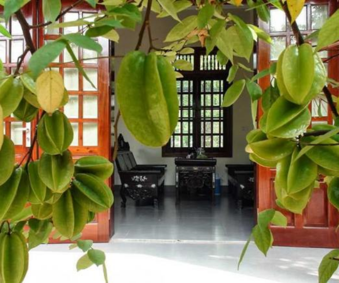 Nhìn giá vàng hôm nay vượt đỉnh, tôi mới biết tại sao nhà giàu hay trồng cây khế - 1