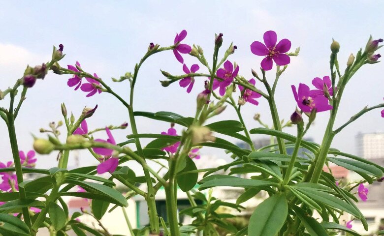 amp;#34;Nông trại tầng thượngamp;#34; 40m2 giữa lòng Sài Gòn của NSƯT Trung Dân: Mướp khía, bầu hồ lô lủng lẳng đầy đầu! - 12