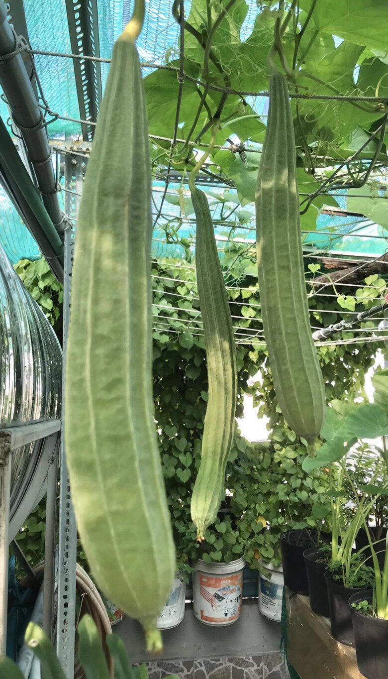 Để có được khu vườn vạn người mê này, nam nghệ sĩ đã tận dụng tối đa không gian 40m2 bằng hệ thống giàn treo phía trên và các khay trồng phía dưới. Ông sử dụng lưới che lan để điều tiết ánh nắng mặt trời, giúp cây không bị cháy lá giữa cái nắng gay gắt của Sài Gòn.