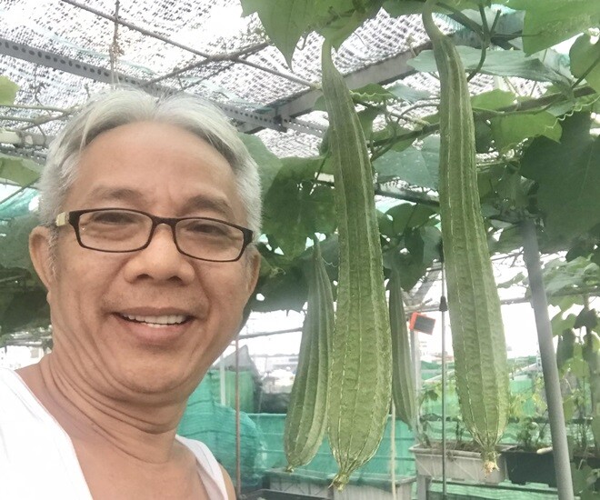 Nghệ sĩ hào hứng chia sẻ về thành quả lao động của mình: Mùa mướp khía mới ra trái... ngon lành! Cây trái trong vườn trên sân thượng nhà tui nè!, Đậu đũa mùa mới...