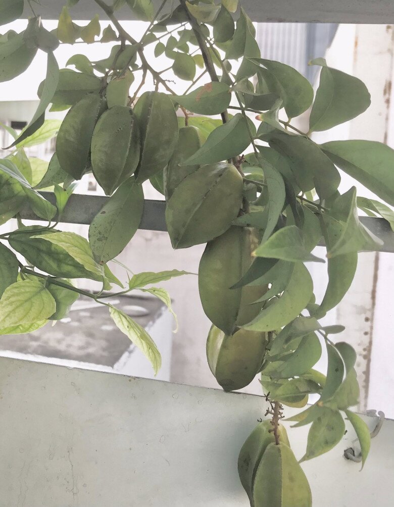Không chỉ vậy, cây khế chua trồng trong chậu nhưng trái kết thành chùm chi chít, da bóng loáng, hứa hẹn những bát canh chua giải nhiệt đậm chất quê nhà.