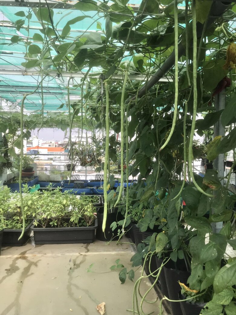 amp;#34;Nông trại tầng thượngamp;#34; 40m2 giữa lòng Sài Gòn của NSƯT Trung Dân: Mướp khía, bầu hồ lô lủng lẳng đầy đầu! - 4