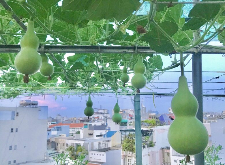 Những trái bầu hồ lô khoe dáng độc đáo đầy nghệ thuật trên giàn, trông y như những tác phẩm điêu khắc tự nhiên giữa không gian xanh mướt tầng mây.