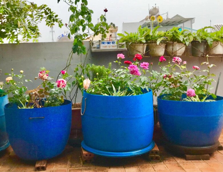 amp;#34;Nông trại tầng thượngamp;#34; 40m2 giữa lòng Sài Gòn của NSƯT Trung Dân: Mướp khía, bầu hồ lô lủng lẳng đầy đầu! - 14