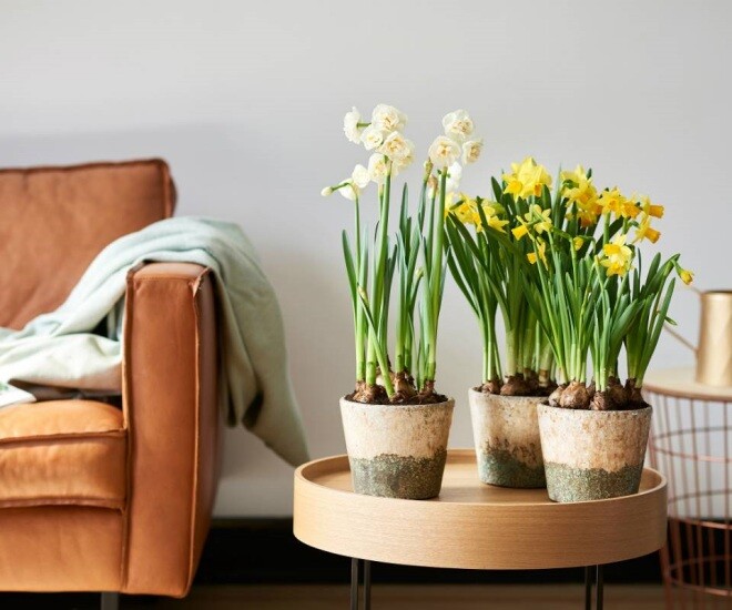 Sắm hoa Tết n&ecirc;n chọn kỹ, 5 loại hoa n&agrave;y rất &ldquo;đ&aacute;ng đồng tiền b&aacute;t gạo&rdquo;, chơi xong vẫn c&oacute; thể trồng lại trong vườn nh&agrave; - 1