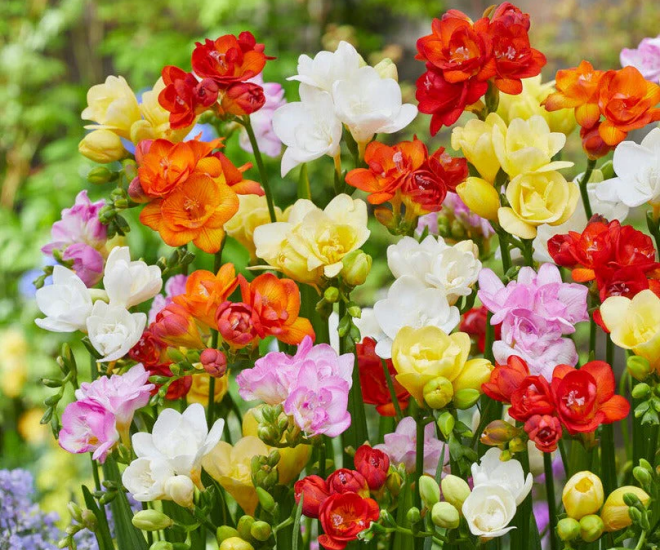 Trồng 10 chậu hoa nhài không bằng một chậu hoa này, thơm như nước hoa, Tết trưng trong nhà gia đình bình an - 1