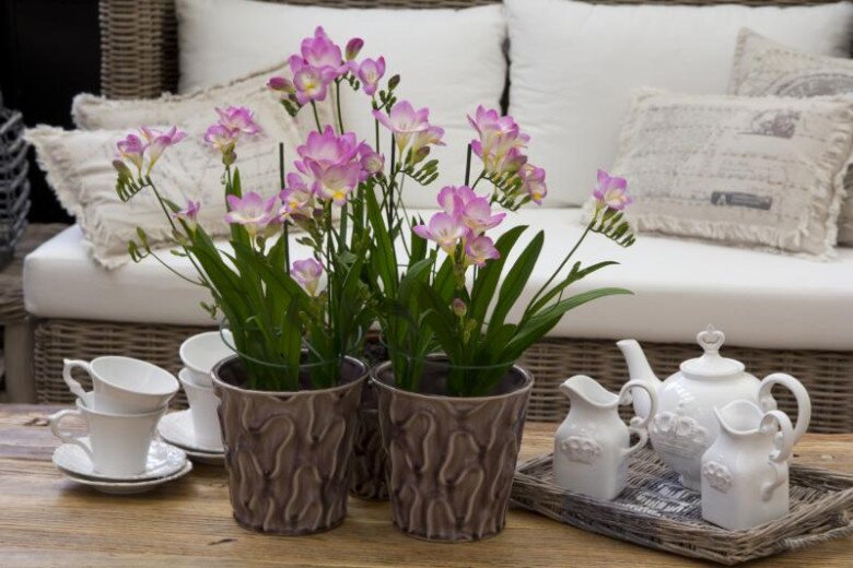 Bộ hoa Freesia Bộ hoa Freesia trang trí phòng khách