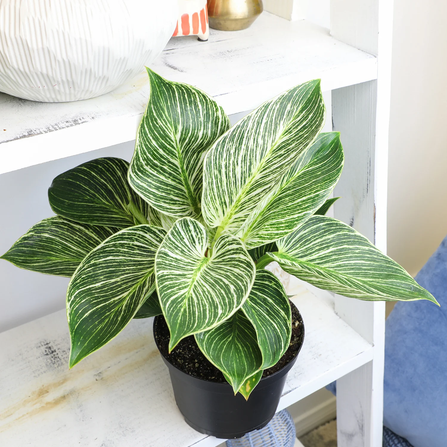 Trồng 10 chậu kim tiền không bằng 1 chậu này, nó là “vua trừ tà”, giúp hút tài lộc cực mạnh - 6