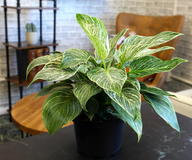 Trồng 10 chậu kim tiền không bằng 1 chậu này, nó là “vua trừ tà”, giúp hút tài lộc cực mạnh - 1