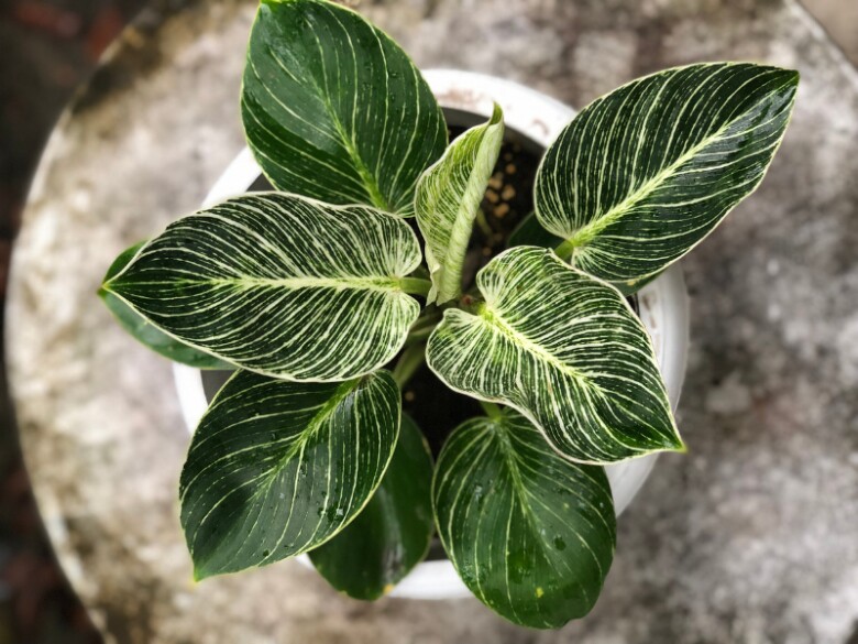 Trồng 10 chậu kim tiền không bằng 1 chậu này, nó là “vua trừ tà”, giúp hút tài lộc cực mạnh - 7