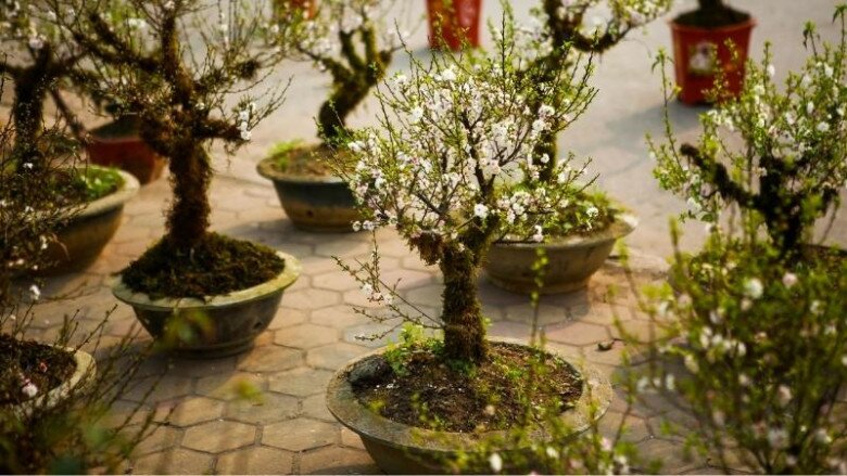 “Vua hoa Tết” nở nghìn bông thành biển hoa, trưng một chậu nhà sang hẳn, năm Bính Ngọ 2026 thu hái bộn tiền - 4