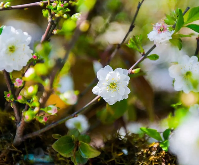 “Vua hoa Tết” nở nghìn bông thành biển hoa, trưng một chậu nhà sang hẳn, năm Bính Ngọ 2026 thu hái bộn tiền - 1