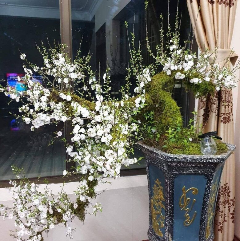 “Vua hoa Tết” nở nghìn bông thành biển hoa, trưng một chậu nhà sang hẳn, năm Bính Ngọ 2026 thu hái bộn tiền - 3