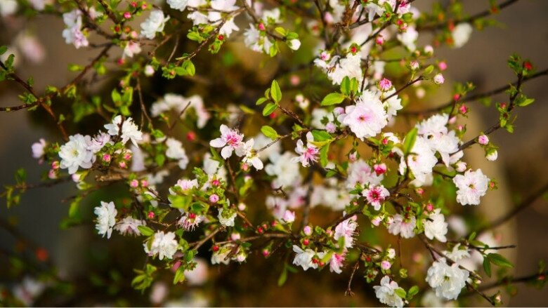 “Vua hoa Tết” nở nghìn bông thành biển hoa, trưng một chậu nhà sang hẳn, năm Bính Ngọ 2026 thu hái bộn tiền - 2