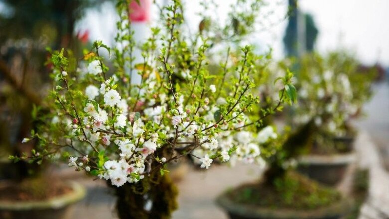 “Vua hoa Tết” nở nghìn bông thành biển hoa, trưng một chậu nhà sang hẳn, năm Bính Ngọ 2026 thu hái bộn tiền - 5