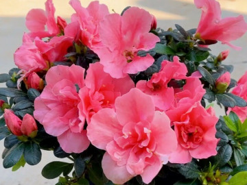 Hoa đỗ quyên hợp mệnh nào, vì sao nên trưng trong nhà dịp Tết?