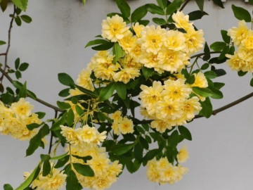 Loài hoa này nở 160 ngày một năm, thơm hơn hoa nhài, dễ trồng hơn trầu bà, trồng trước cổng giúp rước lộc