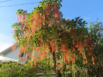 8 loại cây nghe tên đã thấy lộc đầy nhà, trồng là tiền tài đến, chẳng trách người giàu thích mê