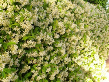 Loài hoa thơm gấp 100 lần mộc hương, nở 240 ngày mỗi năm, cả nghìn bông một lúc, trồng siêu dễ