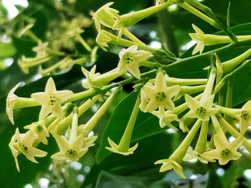 Loại hoa thơm hơn mộc hương, dễ chịu hơn hoa nhài, chỉ một chậu cũng đủ ướp hương cả nhà