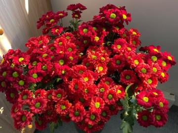 Nhà đẹp - Loại hoa cực hợp không khí Tết Nguyên đán, vừa đẹp rực rỡ vừa may mắn, nở bền suốt nhiều tháng