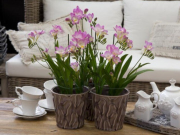 Trồng 10 chậu hoa nhài không bằng một chậu hoa này, thơm như nước hoa, Tết trưng trong nhà gia đình bình an