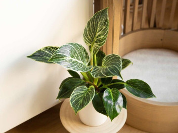 Trồng 10 chậu kim tiền không bằng 1 chậu này, nó là “vua trừ tà”, giúp hút tài lộc cực mạnh