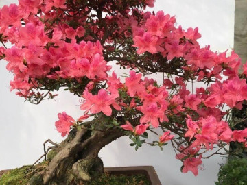 Lưỡi hổ hay kim tiền cũng không bằng 3 loại hoa này, vừa chiêu tài vừa trấn trạch, càng trồng càng có giá