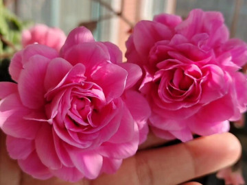 Loại hoa dại đẹp hơn hoa hồng, nở 240 ngày mỗi năm, hương thơm quyến rũ lại cực dễ chăm