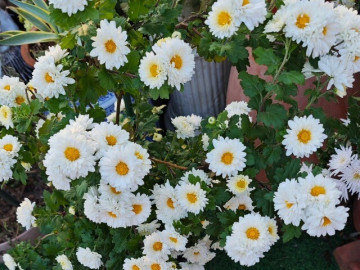 Hoa “tài lộc” rất hợp không khí Tết Nguyên đán, đổi màu liên tục, không những thơm mà còn ăn được