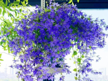 Nhà đẹp - 10 loại hoa trồng chậu treo giúp ban công quanh năm ngập sắc, tạo thành thác hoa đẹp mê ly