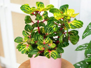 Nhà đẹp - 5 cây cảnh được mệnh danh là hoa tài lộc, trồng trong nhà mang lại may mắn và giàu có cho bạn