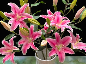 3 loại hoa vào nhà, nhà nghèo người khổ, dịp Tết rất nhiều gia đình vô tình rước về mà không hay biết