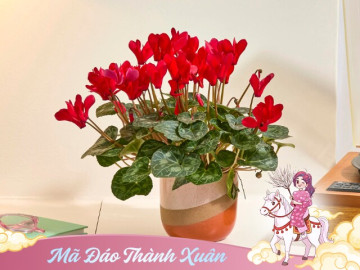 Nhà đẹp - Sắm hoa Tết nên chọn kỹ, 5 loại hoa này rất “đáng đồng tiền bát gạo”, chơi xong vẫn có thể trồng lại trong vườn nhà