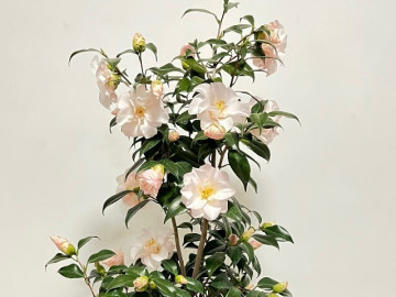 Nhà đẹp - Loài hoa đẹp như tiên nữ, thơm như nước hoa, Tết Nguyên đán chưng một chậu, nhà sang hẳn, năm mới sung túc