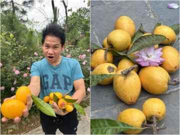 Nhà đẹp - Loại cây đặc sản tuổi thơ "vàng béo thơm" làm ca sĩ Trọng Tấn khoái chí nhưng rơi không dám nhặt