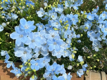 Nhà đẹp - Loại cỏ dại ven đường nay vào chậu thành "con cưng" của giới cây cảnh, màu xanh đẹp đến nao lòng, nở 3 mùa mỗi năm