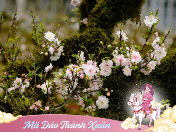 Nhà đẹp - “Vua hoa Tết” nở nghìn bông thành biển hoa, trưng một chậu nhà sang hẳn, năm Bính Ngọ 2026 thu hái bộn tiền