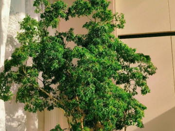 Cây cảnh được mệnh danh “bảo bối nội thất”, vừa đẹp sang, hút tài lộc lại ăn được từ ngọn tới gốc, rất được chuộng dịp Tết