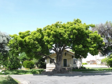 Người xưa cảnh báo: Có 2 loại cây không nên trồng trong sân vườn nhà, kẻo gia đình gặp vận rủi