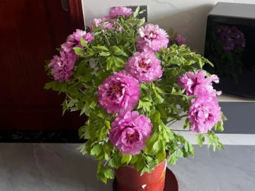 Đầu năm đừng bỏ qua 10 cây cảnh là hiện thân của Thần Tài, trồng trước nhà gia đình phát tài thịnh vượng cả năm